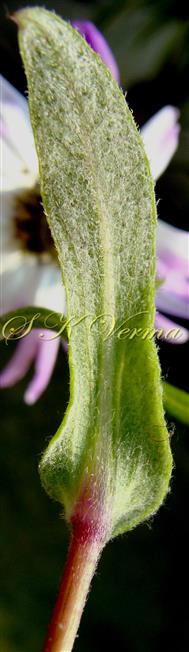  Bract on peduncle